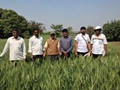 New wheat variety doubles yield for farmers in Maharashtra village