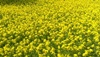 Decision on GM mustard likely by September, govt tells SC