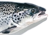 ‘Super-salmon’ sparks fresh debate on GMO labelling