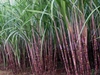 India’s sugar output to fall below demand amid cane shortage