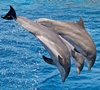 Dolphins inspire new radar system