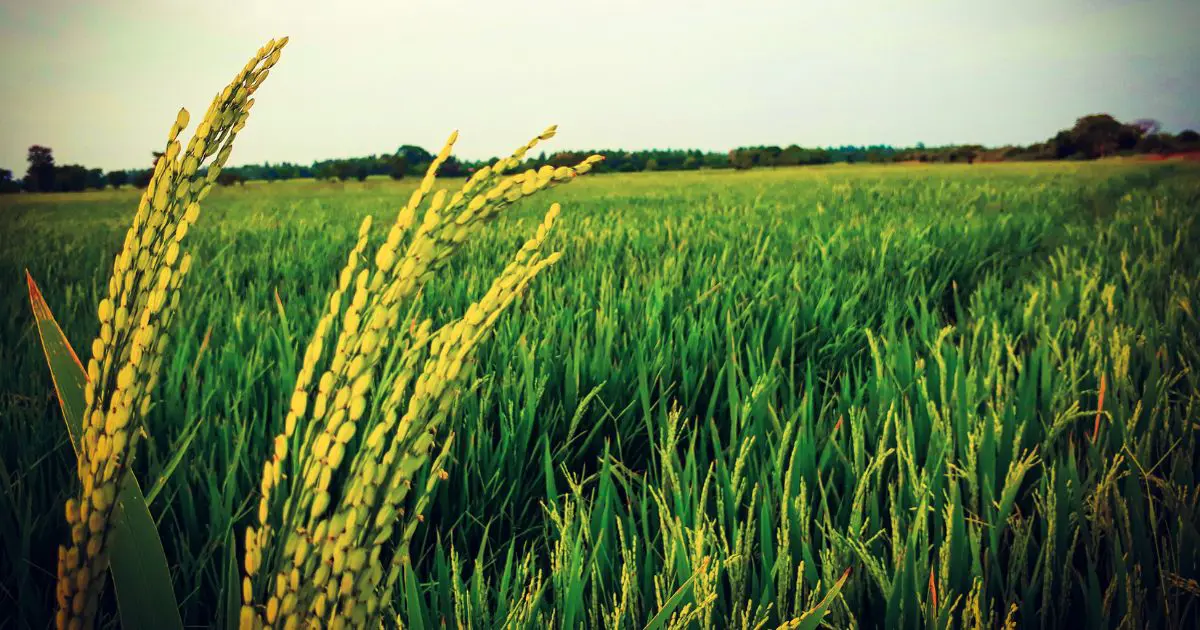 Kharif paddy procurement in Punjab tops 6 million tonnes