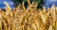 Govt hikes minimum support prices for Rabi crops