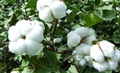 India further tightens norms for Bt cotton seed pricing