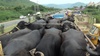 Centre to withdraw ban on sale of cattle for slaughter