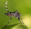 Delhi eyes Chinese GM mosquitoes to quell dengue