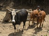 Govt allocates Rs500 cr for conservation of indigenous cattle
