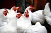 US lauds WTO ruling against India over poultry imports ban