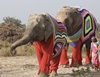 To beat the cold, elephants in UP get hand-knit sweaters