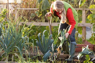 Allotments could be key to sustainable farming: study