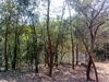 India’s forest cover increases marginally to 24.01%