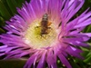 Worldwide importance of honey bees for natural habitats captured in new report