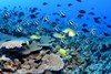Global marine analysis suggests food chain collapse