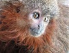 Purring monkey among hundreds of new animals found in Amazon rainforest