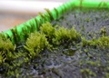 Moss capable of removing arsenic from drinking water discovered