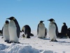 Revealed: where emperor penguins survived the last ice age