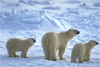 Warming climate could stunt size of species: study