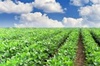 Scotland bans all GM crops to preserve natural environment