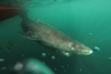 Greenland sharks live for hundreds of years