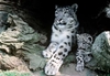 Poaching driving snow leopards to extinction: report