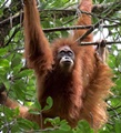 World's rarest ape on the edge of extinction