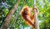 Newly discovered orangutan species is 'among the most threatened great apes in the world'