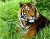 CII, World Bank join forces to save the tiger