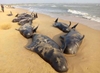 81 whales stranded, over 45 die on Tamil coast