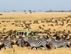 Drought-hit Zimbabwe seeks to sell off wildlife