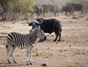 Loss of African wildlife spurs a cascade of consequences in savannas