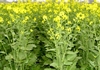GM mustard gets regulatory approval, awaits SC nod