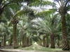 India's Nov-Oct palm oil imports to rise 16% to 9.3 million tonnes