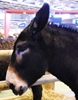 Now donkey meat found at firms in horse meat probe