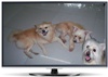 Soon, TV channel in US for bored, home-alone dogs