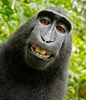 Famous monkey ‘selfie’ not copyright, say US authorities