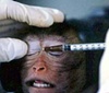 India bans cosmetic testing on animals