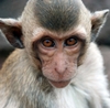 Monkeys can pick stocks better than cap-based tools: study
