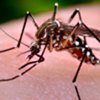 Zika could infect up to 4 mn people; India at risk