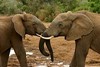 Elephants provide vital clue to prevent human cancer