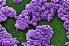 Chemists recruit anthrax to deliver cancer drugs