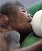 UK gynaecologist delivers first caesarean baby gorilla