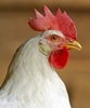 Chicken could help fight cancer