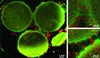 Multiregional brain on a chip models connectivity between 3 brain regions