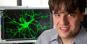 Bioengineers make it easier to see inner workings of the brain