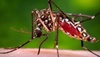 New dengue virus caused outbreaks in southern India, say scientists