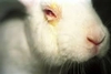 Flawed animal testing leading to flawed drugs