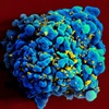 Human immune system can control re-awakened HIV