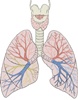 Scientists create human lung in lab