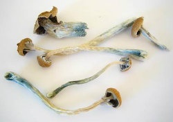 'Magic mushrooms' help long-time smokers to quit