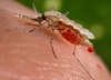 How the immune system fights off malaria